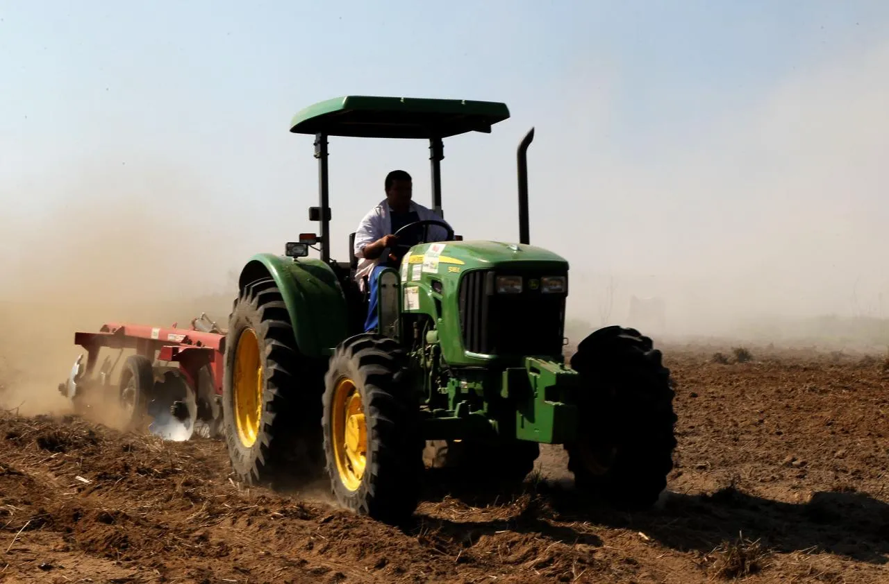 Cacoal vai receber 200 mil mudas de café Robusta Amazônico para agricultores