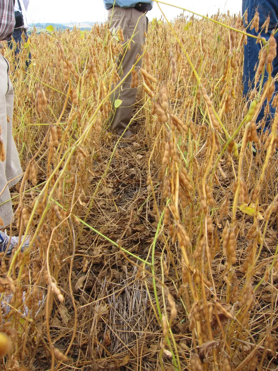 Área de soja em Rondônia passa de 700 mil hectares na safra 2025/2026
