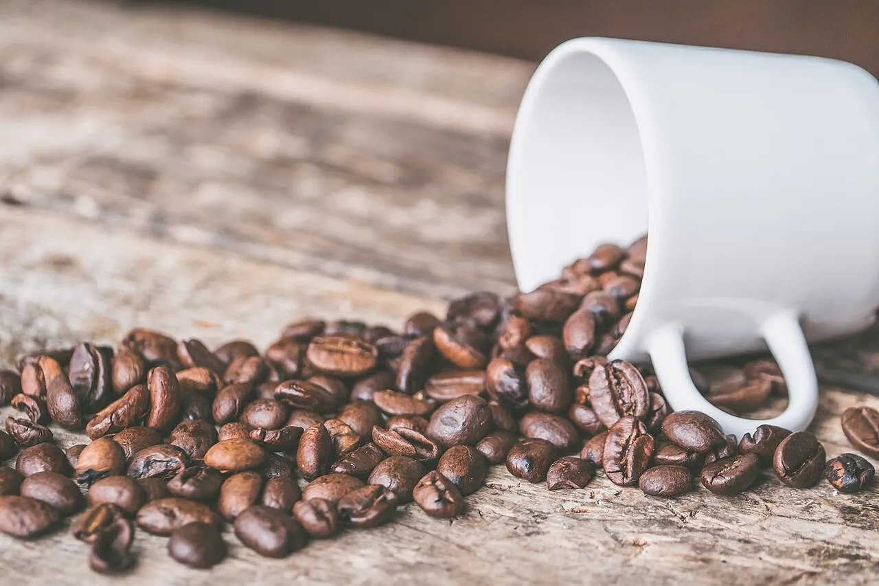 Lacoop Amazônia transforma café robusta em produto premiado em Rondônia