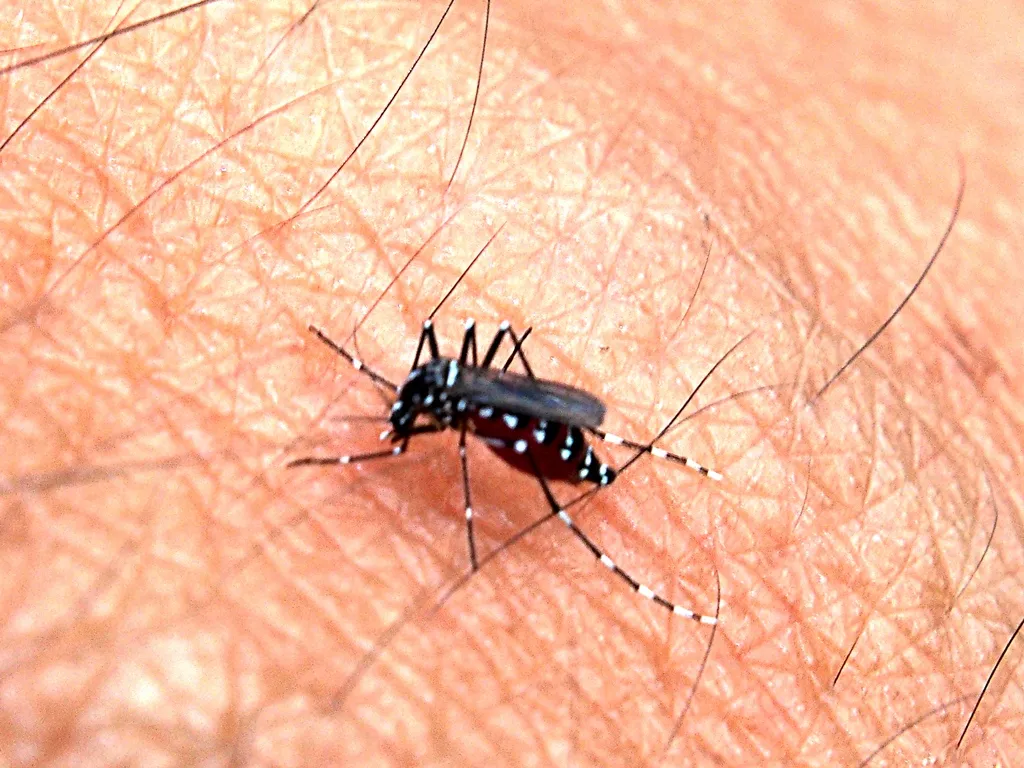 Método Wolbachia: mosquitos modificados são usados no combate à dengue em Porto Velho