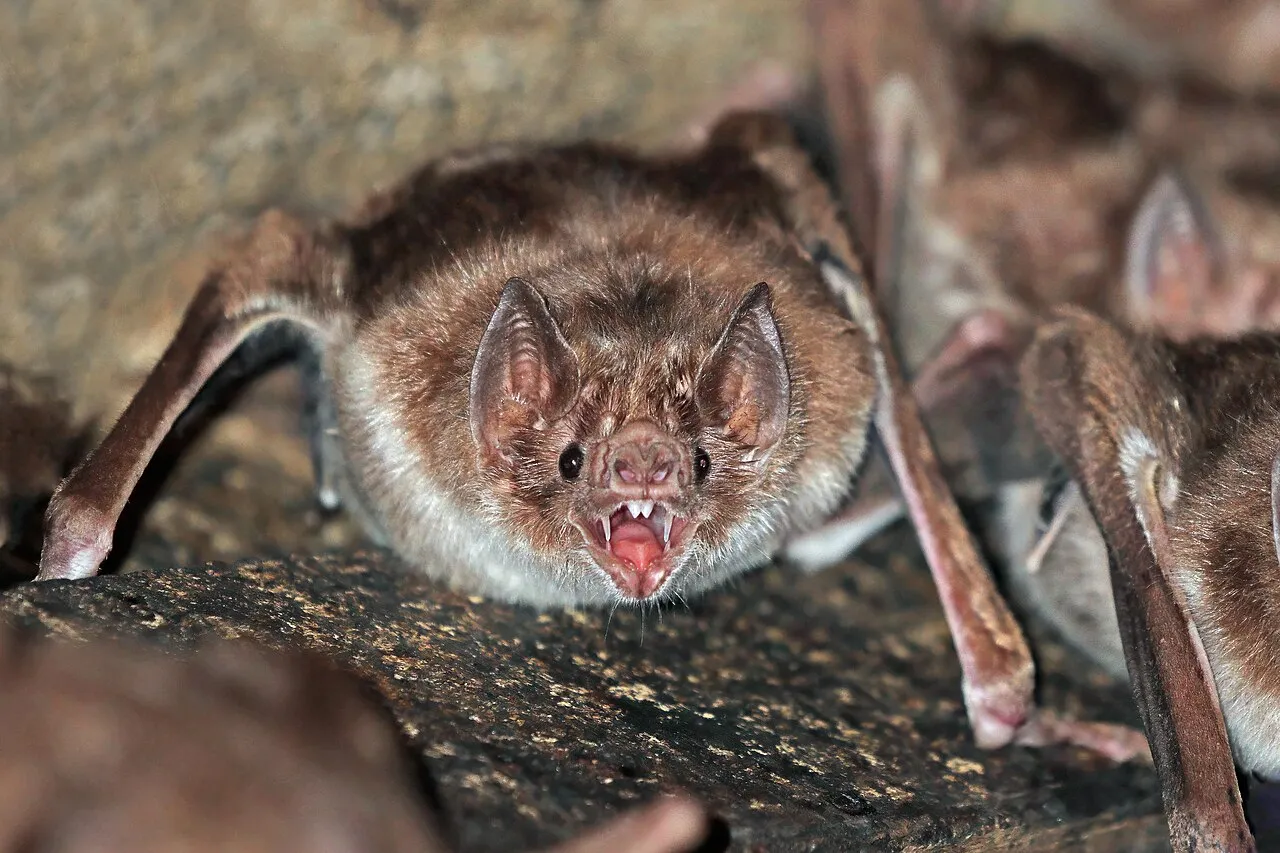 Idaron confirma três casos de raiva em animais de propriedades rurais de Jaru, RO