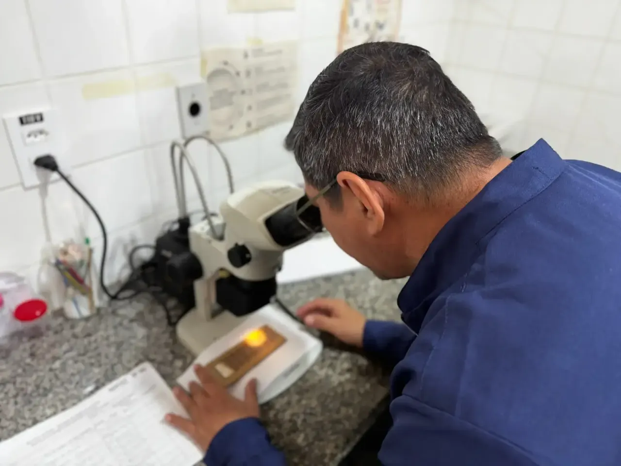 Porto Velho coleta ovitrampas em 27 bairros para preparar Método Wolbachia contra a dengue